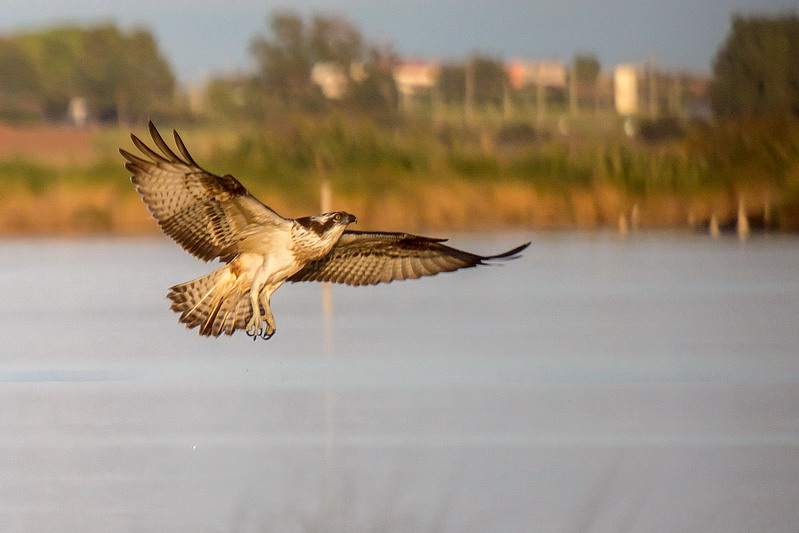 Ad ali spiegate, il sogno di Icaro.